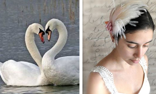 swan for wedding