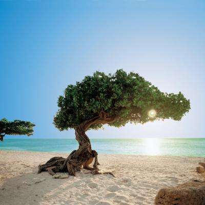 Your Honeymoon Destination: Aruba